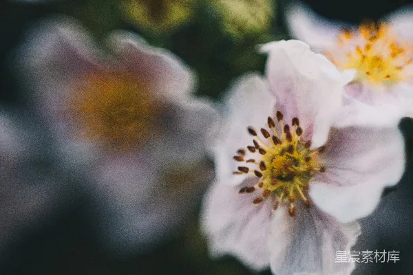 倾斜透视镜头下的白色花朵