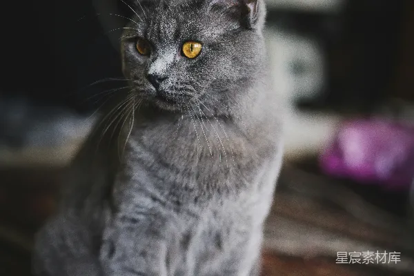 一只灰色的猫坐在一块毛毯上