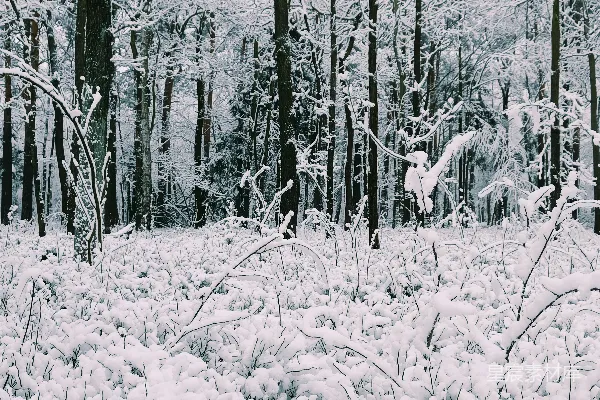 满是覆盖着白雪的树木的森林