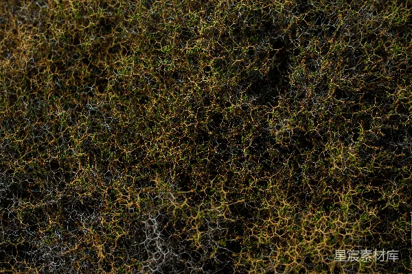高清摄影 一张草地的特写照片