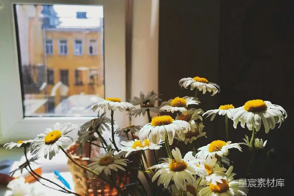 窗边摆放着一个装有白色和黄色花朵的花瓶。