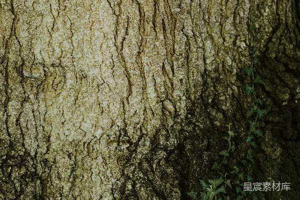 高清摄影 一只泰迪熊坐在一棵树前的长椅上。