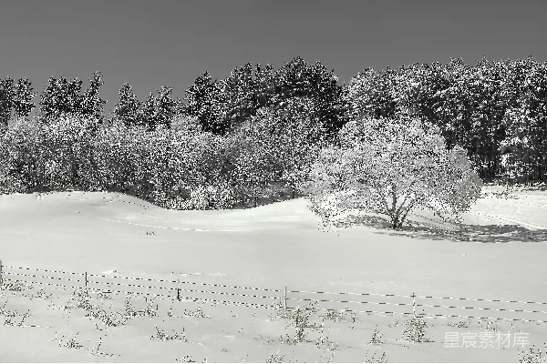 雪覆盖的田野和树木的灰度摄影