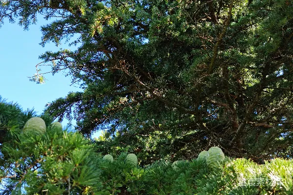 一棵枝叶繁茂的高大松树