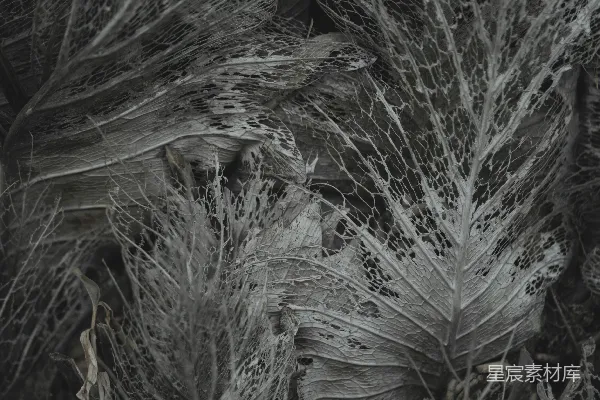 高清摄影 一幅黑白照片，展示了一些植物。