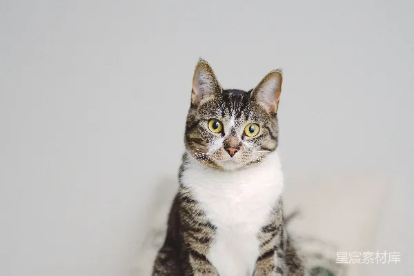 一只猫坐在一张床旁边的一个枕头上面。