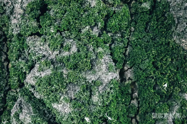 高清摄影 青苔长在粗糙的树皮上