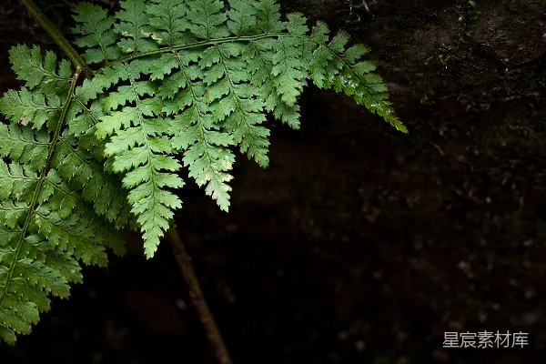 绿色植物