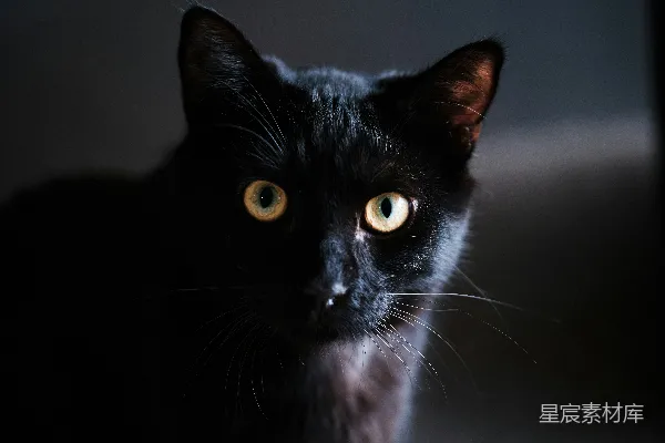 一只黑猫的特写镜头，眼睛是黄色的。