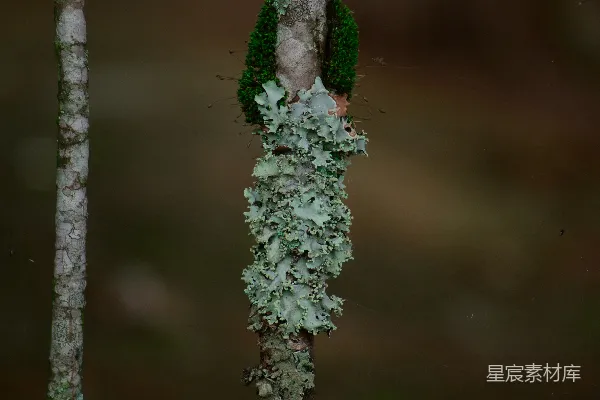 近景拍摄的白色和绿色植物