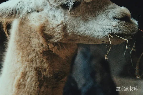 白 llama