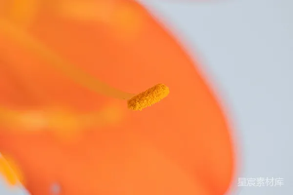 橙花特写显示花粉。
