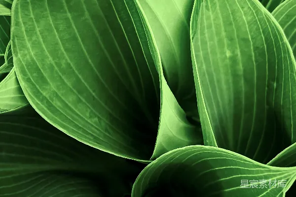 一棵绿植的特写镜头