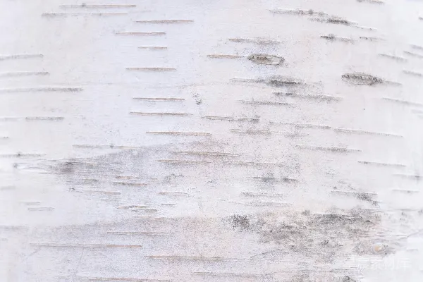 高清摄影 白桦树树皮纹理上有横线。
