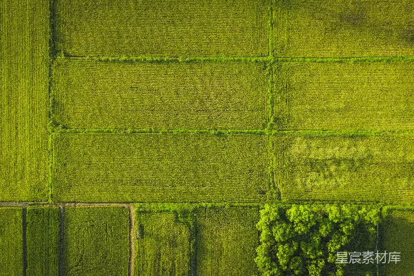 整齐划分的绿油油的田野俯视图。