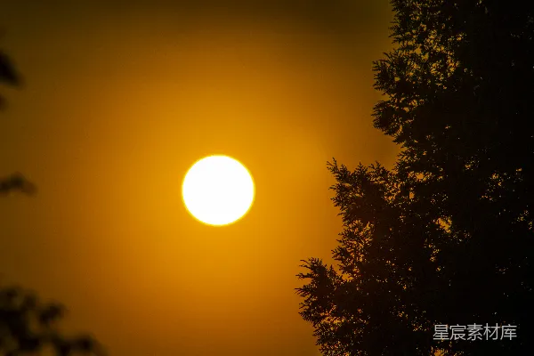 夕阳下的树影轮廓