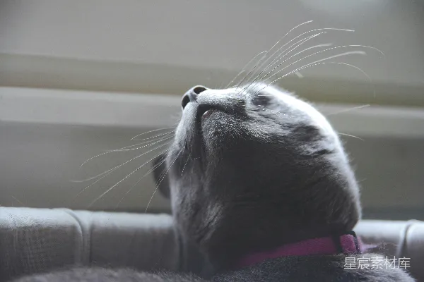 黑白短毛猫