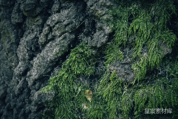 高清摄影 苔藓在树皮上生长的特写