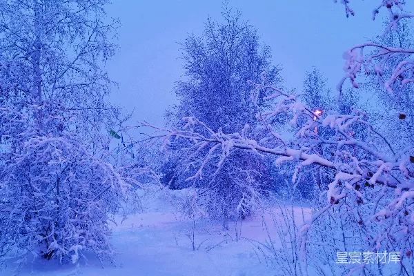 覆盖着白雪的小径穿过一片雪林