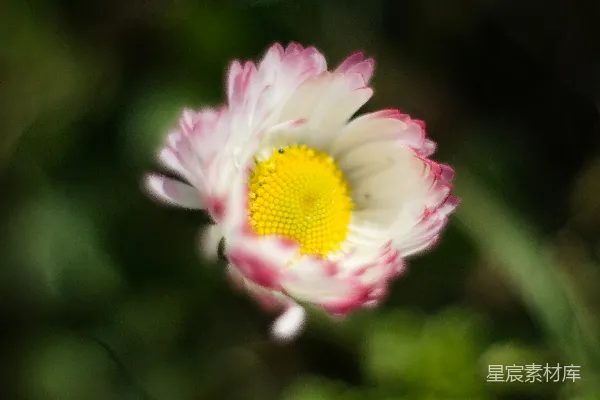 一朵花的特写镜头