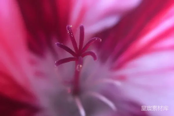 粉色花朵的特写照片