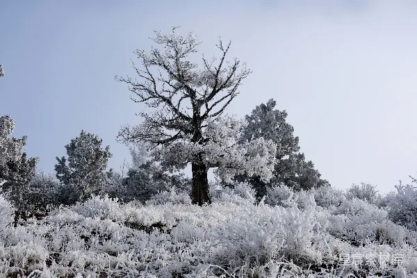 光秃秃的树上覆盖着霜冻，周围是白雪覆盖的景色。