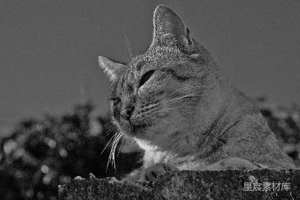 一张黑白照片里的睡着的猫