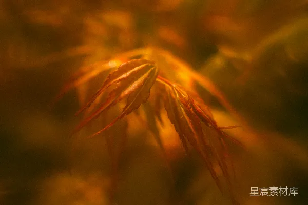金黄的落叶散发着温暖而柔和的光线。