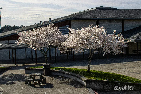 高清摄影 盛开的树木装饰着学校的大院。