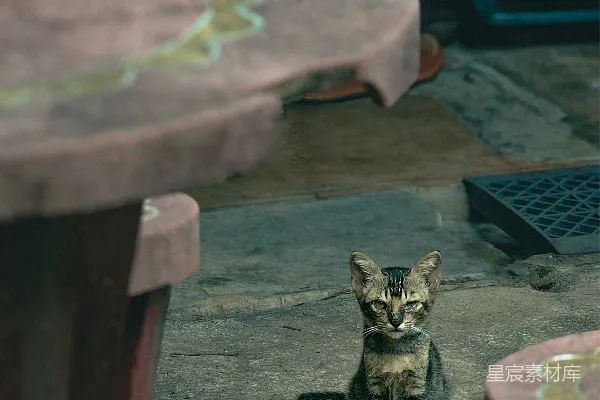 高清摄影 一只猫坐在桌子旁边的地面上。