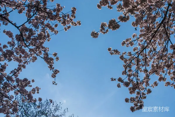 樱花映衬着湛蓝的天空。