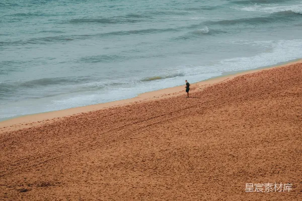 海边一只孤鸟站在沙滩上