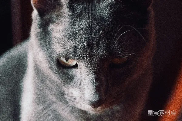 一只灰色的猫坐在木制椅子顶部。