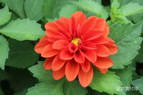 背景中一朵红花，绿叶。