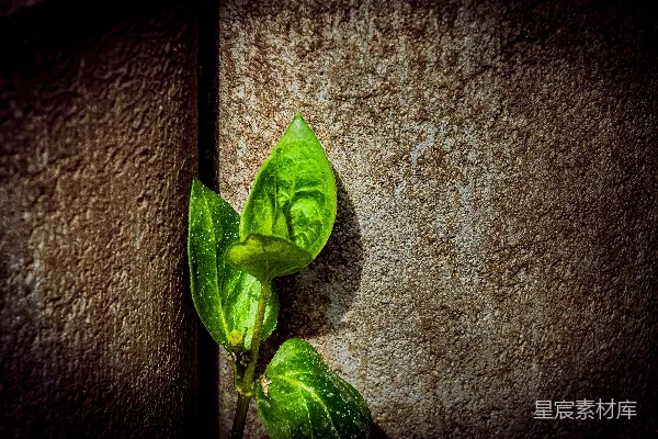 高清摄影 一株绿色植物从墙壁裂缝中生长出来