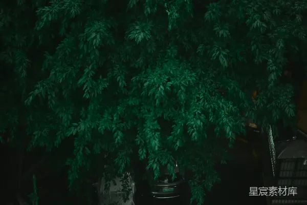 高清摄影 树下撑着黄色伞的人
