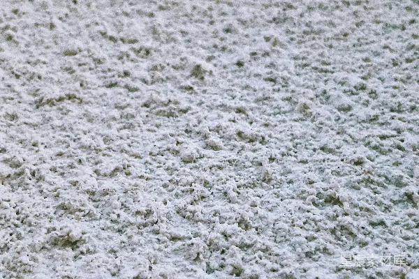 高清摄影 一只黑白相间的狗站在雪地里。