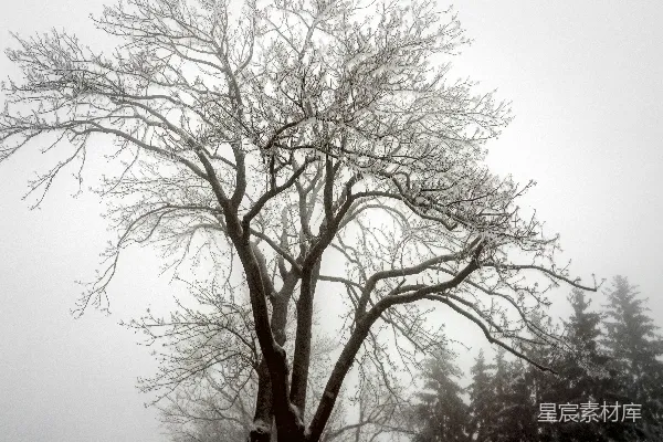 雪中无叶的树
