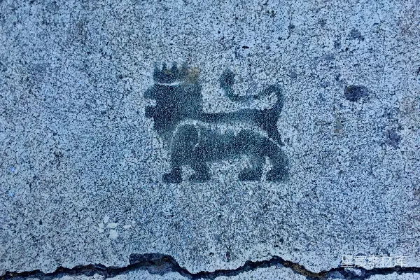 高清摄影 灰黑色猫的插图