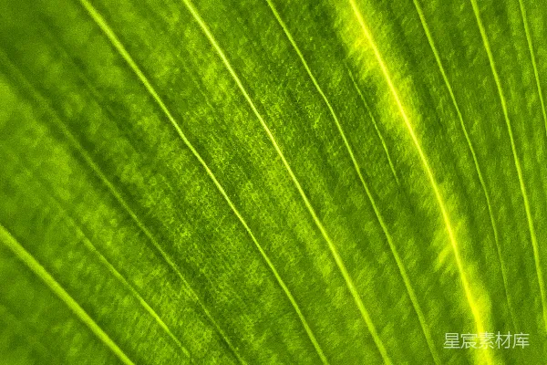 一张绿色叶子的特写镜头