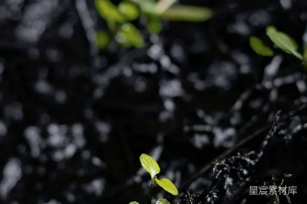 雨中植物从地上生根发芽。