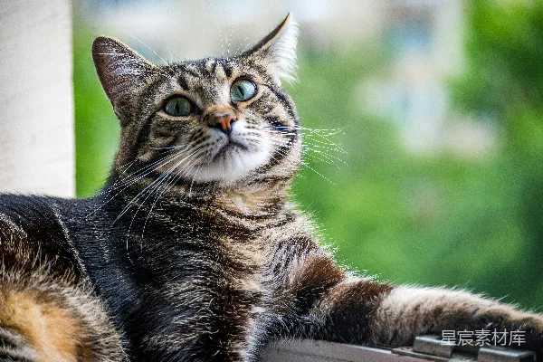 一只猫坐在窗台上面。