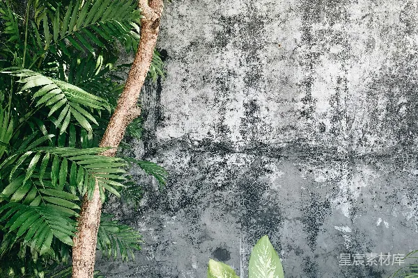 高清摄影 绿色的叶子植物靠近灰色的混凝土墙