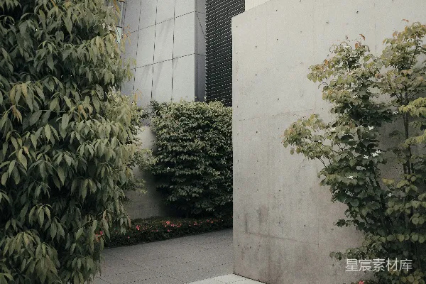 高清摄影 绿色植物靠近白色混凝土建筑