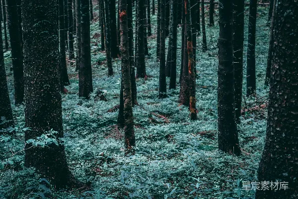 白天绿树周围环绕着植物