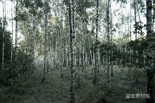 高大挺拔的白桦树生长在一片浓密阴沉的森林中