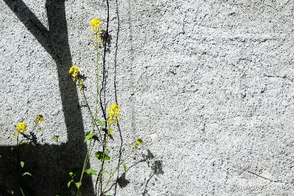 高清摄影 一株植物从混凝土墙上的一道裂缝中生长出来