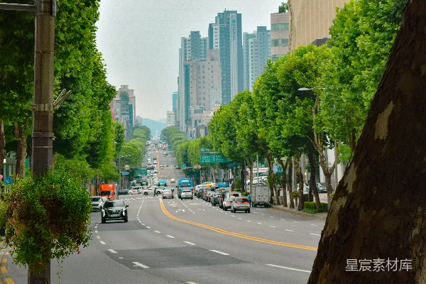 一条布满汽车和路边树木的街道