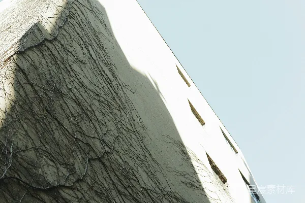高清摄影 一只鸟停在建筑物的一侧。