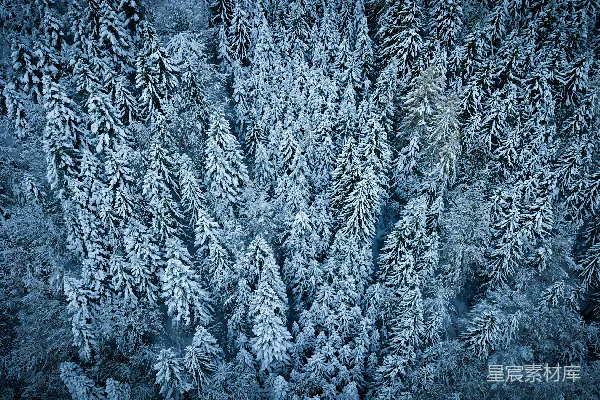 雪覆盖的松树的 aerial 视觉摄影作品